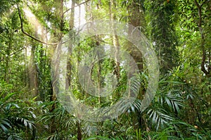 Light in the rainforest photo