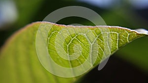 Light raining on green leaf