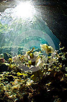 Light rays falling on lily pads in a cenote