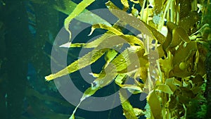 Light rays filter through a Giant Kelp forest. Macrocystis pyrifera. Diving, Aquarium and Marine concept. Underwater