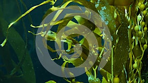 Light rays filter through a Giant Kelp forest. Macrocystis pyrifera. Diving, Aquarium and Marine concept. Underwater
