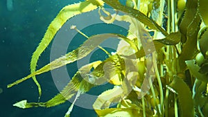 Light rays filter through a Giant Kelp forest. Macrocystis pyrifera. Diving, Aquarium and Marine concept. Underwater