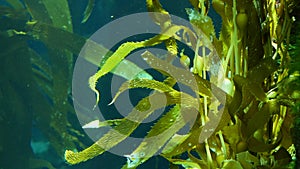 Light rays filter through a Giant Kelp forest. Macrocystis pyrifera. Diving, Aquarium and Marine concept. Underwater close up of