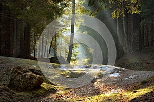 Light rays through the trees . late autumn landscape