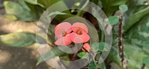 Light Red Euphorbia Milii Flower on Green Leaves Background