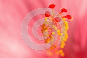 Light red exotic Hibiskus flower blurred background