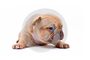 Light red fawn colored 3 weeks old French Bulldog dog puppy with blue eyes on white background