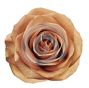 Light red flower rose on white isolated background with clipping path. no shadows. Closeup. For design.