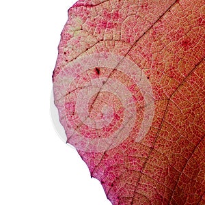 Light through a Red grape Ivy autumn leaf veins