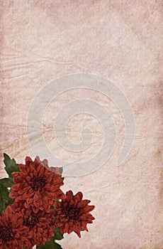 Light Red Paper and Chrysanthemum