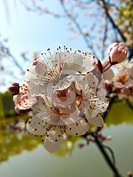 Light red plum flower blossom near the river in Spring