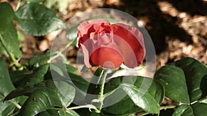 Light red rose bud being watered