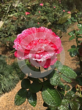 Light red rose/pink rose flower with water drops in the garden.