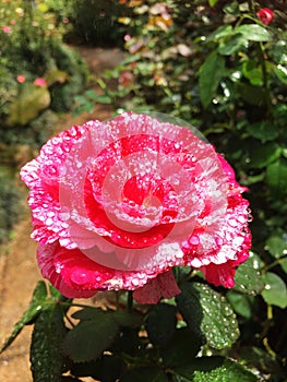 Light red rose/pink rose flower with water drops in the garden