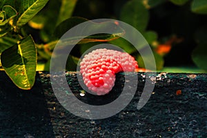 Light red snail eggs on the edge of the cement pond