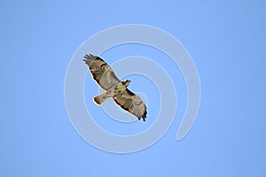 A light Red-tailed Hawk in flight against a blue sky