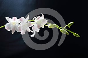 Light red white Orchid Flower