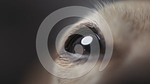 Light reflected in dog's brown eye. Macro detail, slow motion