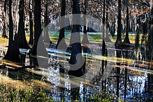 Light reflexion in a marshland