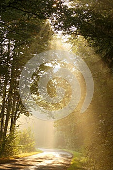 La luz de ascendiendo el sol en otono bosque 