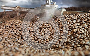 Light roasted coffee beans in a coffee roaster