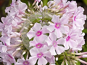 Light rose pink phlox paniculata flowers close up. Garden and park flowers