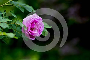 light rose white flower of a wild rose dogrose against a background of green leaves. Free space for text. Greeting card