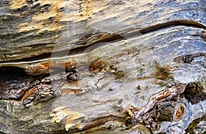 Light rotted tree trunk with texture as a natural background