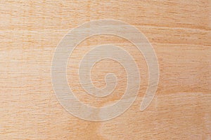 Light rough textured cut surface of an African tree. Wood background or blank for design