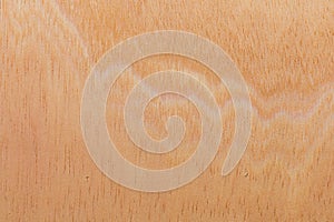 Light rough textured cut surface of an African tree. Wood background or blank for design