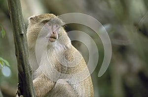 Light Samango Monkey, South Africa