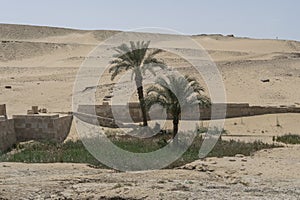 Light sand desert with oasis of palm trees