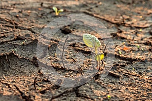 The light of the setting sun and the plant on cracked earth