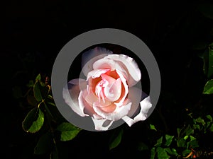 Light and shadow accenting a pink rose