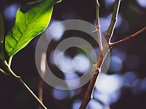 The light and shadow of ant on tree and green leaves With nature blur bokeh background