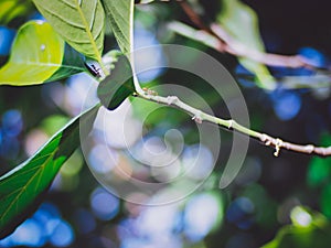 The light and shadow of ant on tree and green leaves With nature blur bokeh background