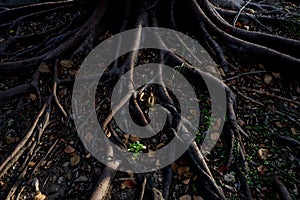 Light and shadow of banyan tree Roots on the forest ground for n