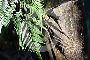 Light and shadow of Beautiful Green Fern Leaves in the Garden. l