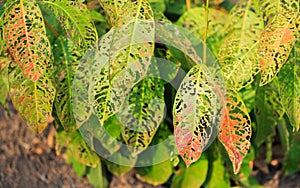 Light shadow and colorful wither leaf in summer season