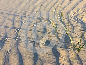 Light and shadow with grass and footprints of a bird on the beach