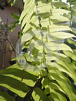 Light and shadow on green fern