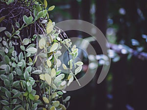 The light and shadow of green leaves With nature blur bokeh background