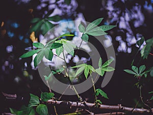 The light and shadow of green leaves With nature blur bokeh background