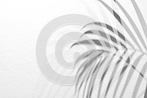 Light and shadow leaves,palm leaf on grunge white wall concrete background.Silhouette abstract tropical leaf natural pattern for w