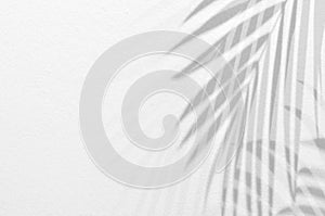 Light and shadow leaves,palm leaf on grunge white wall concrete background.Silhouette abstract tropical leaf natural pattern for w