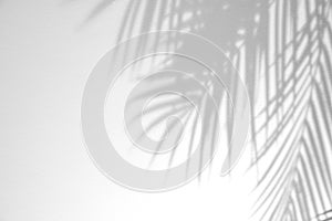 Light and shadow palm leaves on grunge white wall concrete background.