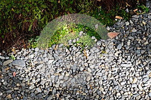 LIght and shadow on pebble and moss