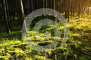 Light and shadows on forest floor.