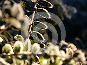 Light shines through frozen leaves