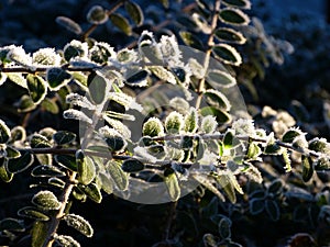 Light shines through frozen leaves